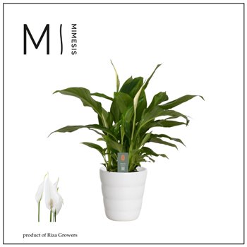 Spatifil chopin 3+ flower - Laura ceramic  Decorum 30 cm fi9 cm Q5595