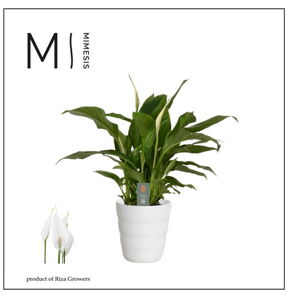 Spatifil chopin 3+ flower - Laura ceramic Decorum 30 cm fi9 cm Q5595 Spatifil chopin 3+ flower - Laura ceramic Decorum 30 cm fi9 cm Q5595