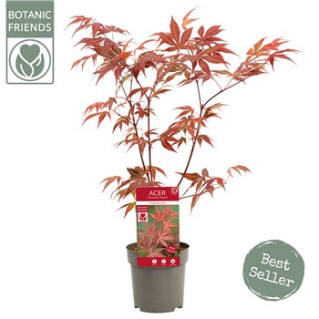 Acer palmatum atropurpureum 40 cm fi10 cm Q24