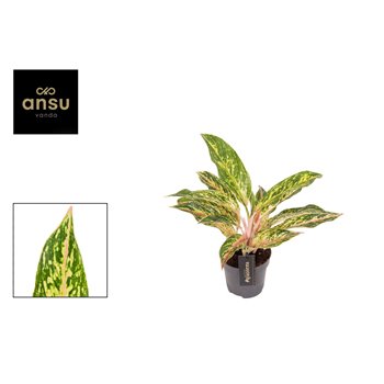 Aglaonema twiggy red 40 cm fi12 cm Q133