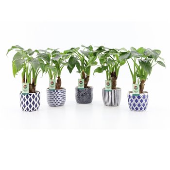 Alokazija cucullata on stem in delft blue ceramic 50 cm fi13 cm Q251