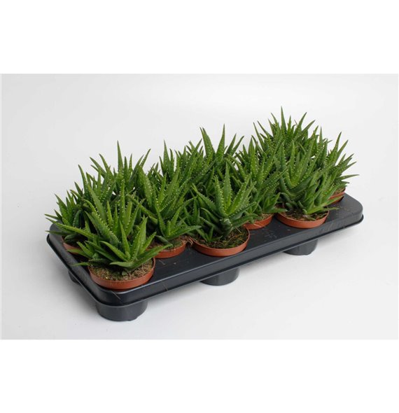 Aloe vera Aloe Vera Verini 15 cm fi10.5 cm Q257 Aloe vera Aloe Vera Verini 15 cm fi10.5 cm Q257
