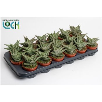 Aloe snow flake Aloë Snow Flake 15 cm fi8.5 cm Q262