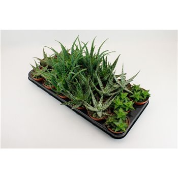 Aloe mix 15 cm fi8.5 cm Q283