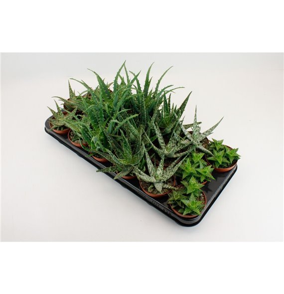 Aloe mix 15 cm fi8.5 cm Q283 Aloe mix 15 cm fi8.5 cm Q283