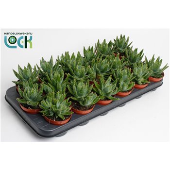 Aloe Brevifolia 15 cm fi8.5 cm Q296
