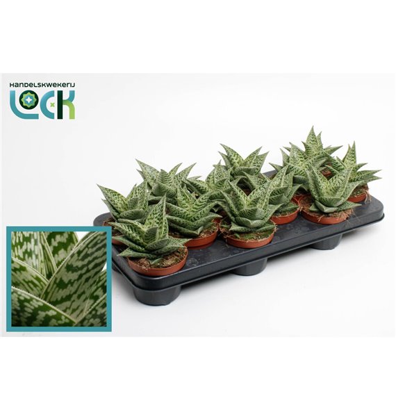 Aloe variegata tribal 15 cm fi10.5 cm Q298 Aloe variegata tribal 15 cm fi10.5 cm Q298