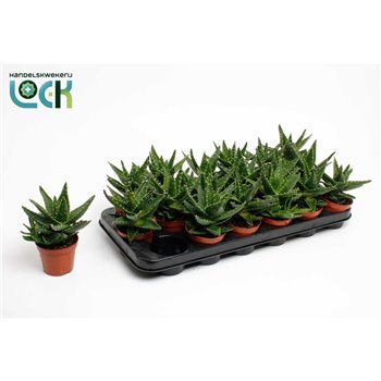Aloe mitriformis 15 cm fi8.5 cm Q326