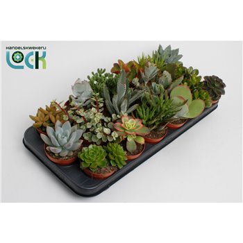 Kaktus succulent Sukulente mix 8 kinds 13 cm fi8.5 cm Q1114