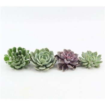 Echeveria Mix snij 5 cm fi8.5 cm Q1120