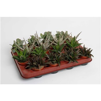 Sukulente mix 10 cm fi6 cm Q1176