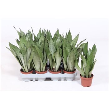 Taščin jezik - Sanseveria trifasciata moonshine 30 cm fi9 cm Q1216