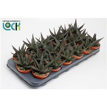 Hawortia other Gasworthia 15 cm fi8.5 cm Q1235