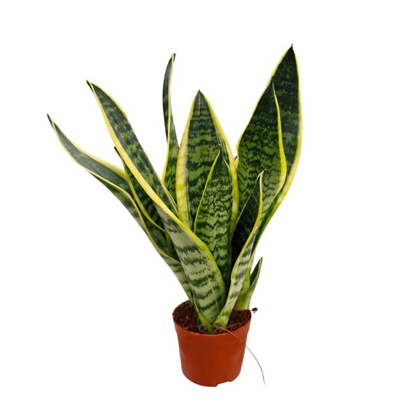 Taščin jezik - Sanseveria trifasciata futura superba 20 cm fi9 cm Q1294 Taščin jezik - Sanseveria trifasciata futura superba 20 cm fi9 cm Q1294
