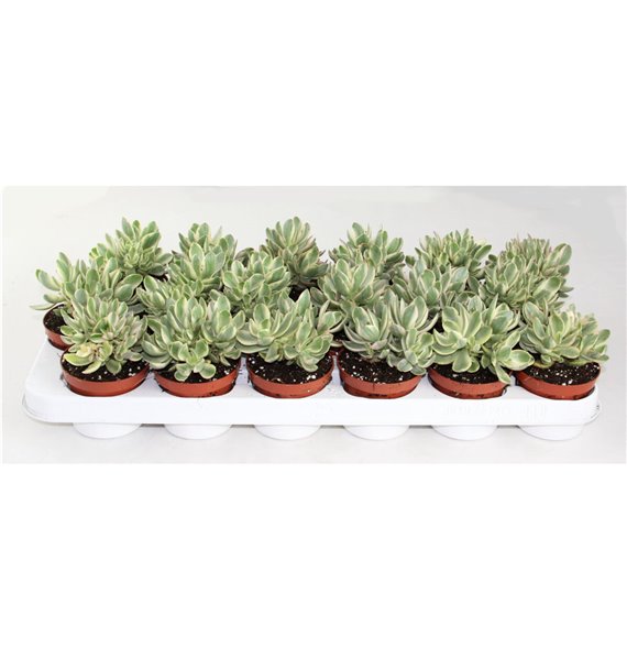 Crassula moneymaker variegata 15 cm fi8.5 cm Q1327 Crassula moneymaker variegata 15 cm fi8.5 cm Q1327