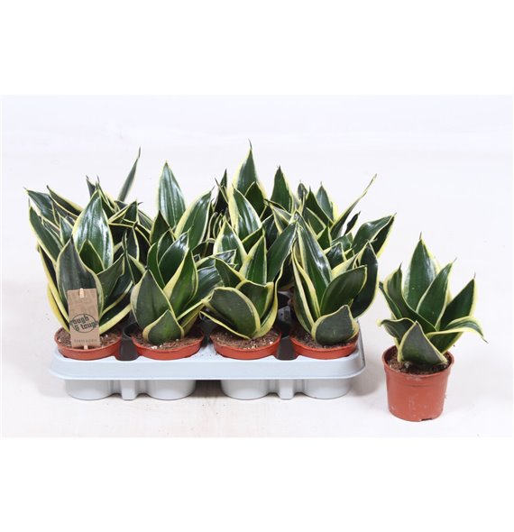 Taščin jezik - Sanseveria trifasciata golden hahnii black 20 cm fi9 cm Q1461 Taščin jezik - Sanseveria trifasciata golden hahnii black 20 cm fi9 cm Q1461