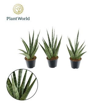 Taščin jezik - Sanseveria cylindrica sem 33 cm fi8.5 cm Q1560