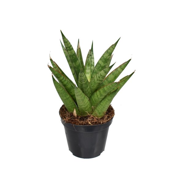Taščin jezik - Sanseveria trifasciata pineapple 25 cm fi8.5 cm Q1564 Taščin jezik - Sanseveria trifasciata pineapple 25 cm fi8.5 cm Q1564