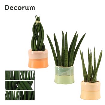 Taščin jezik - Sanseveria cylindrica mix in evita craft world decorum 16 cm fi6 cm Q1643