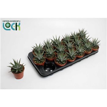 Haworthia fasciata big band Haworthia Big Band 10 cm fi8.5 cm Q1672