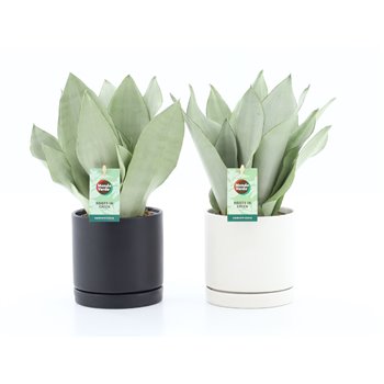 Taščin jezik - Sanseveria trifasciata moonshine in hainan ceramic 35 cm fi13 cm Q1698