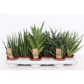 Taščin jezik - Sanseveria cylindrica mix luxe 4-5 kinds 30 cm fi10.5 cm Q1710