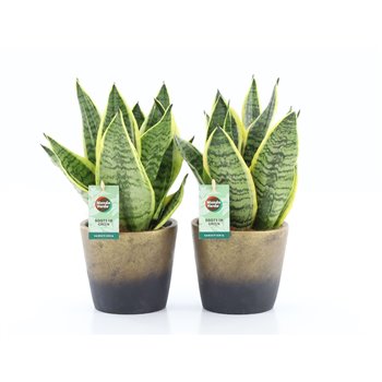 Taščin jezik - Sanseveria trifasciata futura superba Sanseviera Futura Superba in Lunar ceramic 3 pp 35 cm fi13 cm Q1802