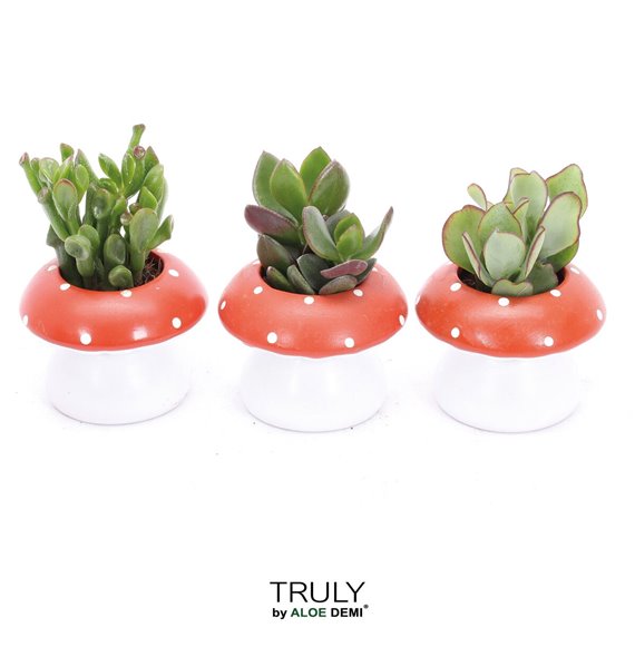Nasad Sukulente TRULY Crassula mushroom 13 cm fi9 cm Q2194 Nasad Sukulente TRULY Crassula mushroom 13 cm fi9 cm Q2194