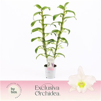 Dendrobium nobile spring dream star class apollon 2-spike Exclusiva Orchidea 60 fl 50 cm fi12 cm Q2225