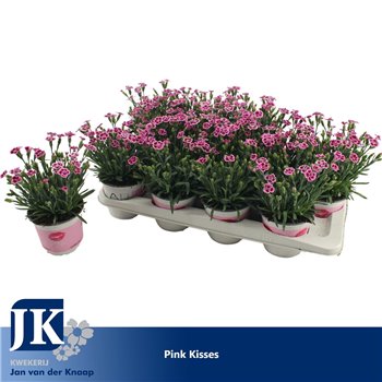 Dianthus diantica pink kisses 25 cm fi12 cm Q2279
