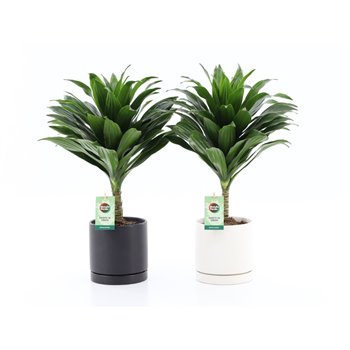 Dracena fragr  janet craig compacta on stem in hainan ceramic 40 cm fi13 cm Q2574