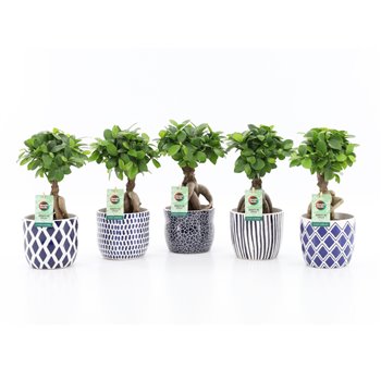 Fikus microcarpa ginseng in delft blue ceramic 35 cm fi13 cm Q2701