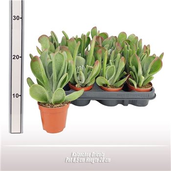 Kalanhoja Oricula 20 cm fi8.5 cm Q3291