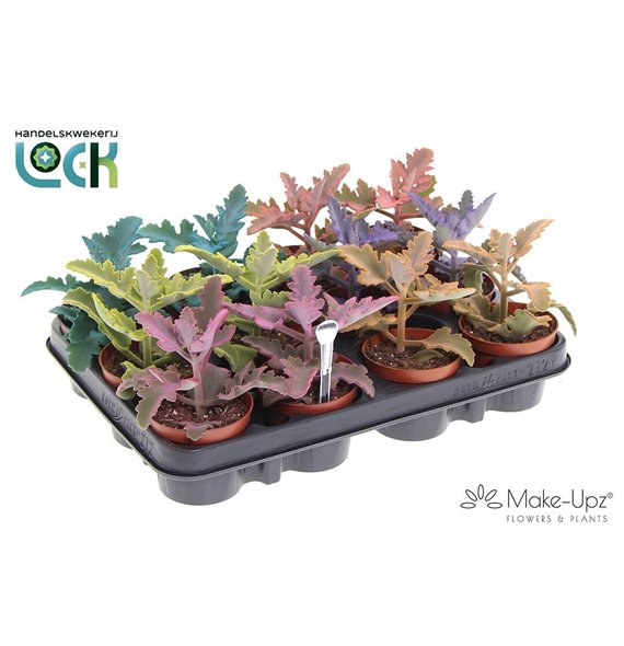 Kalanhoja beharensis Make Upz Mix 15 cm fi8.5 cm Q3326 Kalanhoja beharensis Make Upz Mix 15 cm fi8.5 cm Q3326