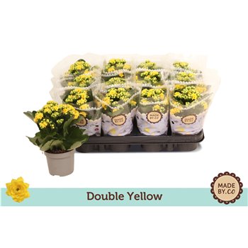 Kalanhoja bloss  rosalina amarillo yellow double yellow 19 cm fi9 cm Q3439