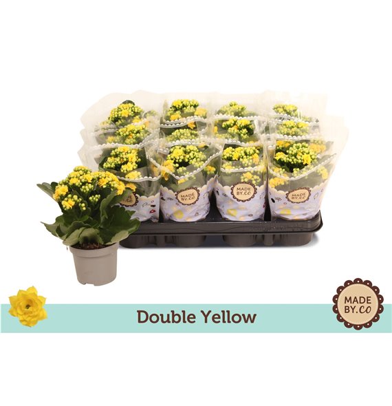 Kalanhoja bloss rosalina amarillo yellow double yellow 19 cm fi9 cm Q3439 Kalanhoja bloss rosalina amarillo yellow double yellow 19 cm fi9 cm Q3439