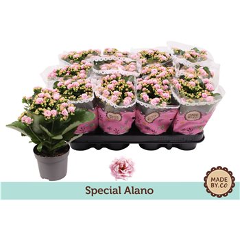 Kalanhoja bloss  rosalina alano bicolor special alano 19 cm fi9 cm Q3442