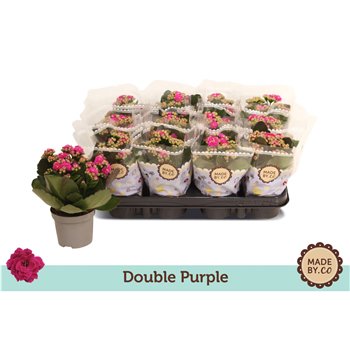 Kalanhoja bloss  rosalina geraldo purple double purple 19 cm fi9 cm Q3443
