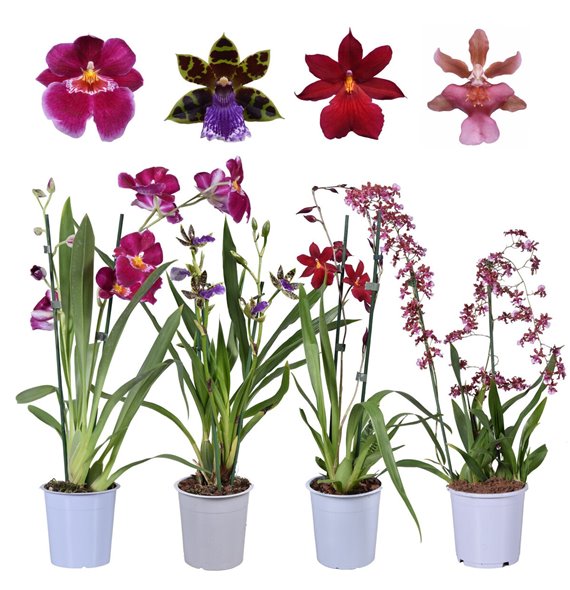Orchidee geurmix 2 stems 55 cm fi12 cm Q3734 Orchidee geurmix 2 stems 55 cm fi12 cm Q3734