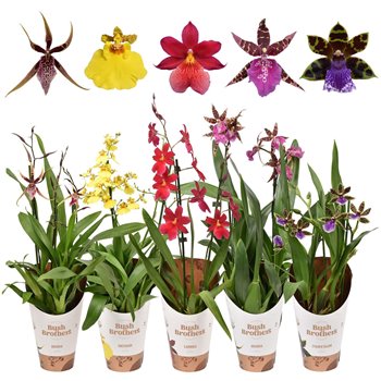 Orchidee mix 2 stems 55 cm fi12 cm Q3735