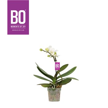 Orhideja Phalaenopsis multiflora wit BO - Sweety White - 1 stems  5+ flower 25 cm fi7 cm Q4294