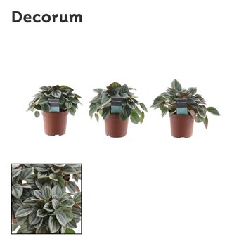 Peperomia napoli nights decorum 10 cm fi7 cm Q4594