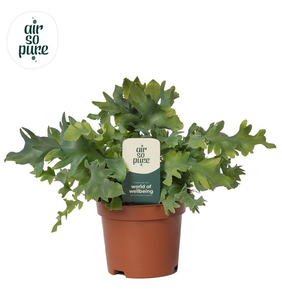 Phlebodium aureum davana Air So Pure 15 cm fi9 cm Q4801 Phlebodium aureum davana Air So Pure 15 cm fi9 cm Q4801