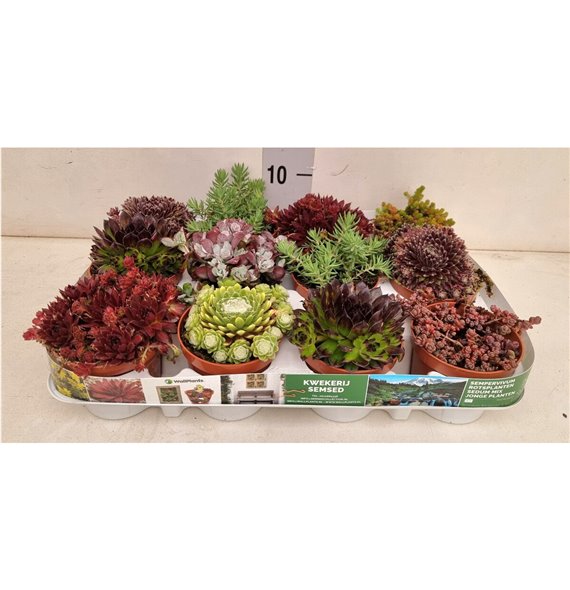 Rotsplanten mix 6 kinds 12 cm fi9 cm Q4838 Rotsplanten mix 6 kinds 12 cm fi9 cm Q4838
