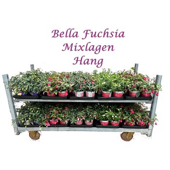 Fuchsia bella mixkar Bella Fuchsia Mixkar hanging (Mix per laag) 25 cm fi10.5 cm Q4855