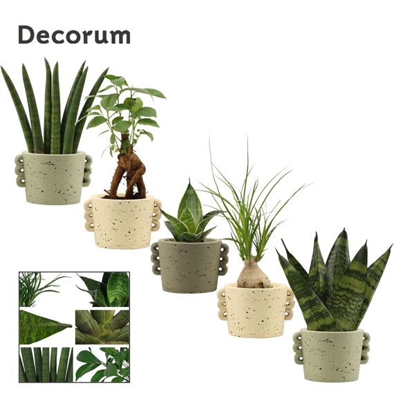 Groene plants mix Groenmix mini in Dione (Nature world-collection) 1 pp 17 cm fi6 cm Q4897 Groene plants mix Groenmix mini in Dione (Nature world-collection) 1 pp 17 cm fi6 cm Q4897