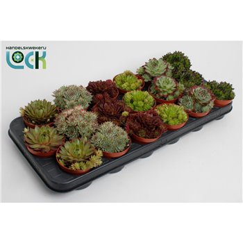 Sempervivum mix 10 cm fi8.5 cm Q4949