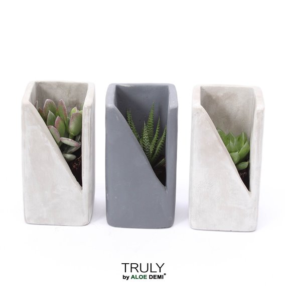 Nasad Sukulente TRULY Succulent Concrete design 14 cm fi7 cm Q5187 Nasad Sukulente TRULY Succulent Concrete design 14 cm fi7 cm Q5187