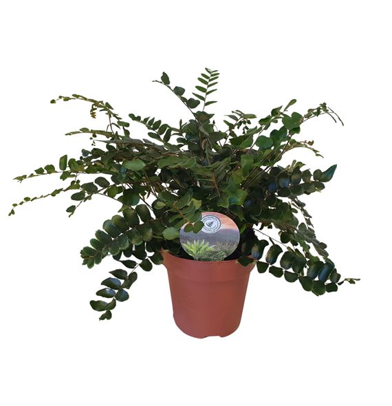 Pellaea rotundifolia 25 cm fi12 cm Q5410 Pellaea rotundifolia 25 cm fi12 cm Q5410