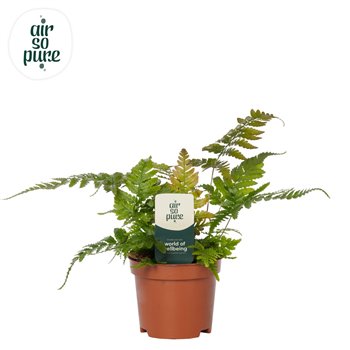 Dryopteris erythrosora air so pure 15 cm fi9 cm Q5425
